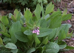 Mertensia Species, Virginia Bluebells, Virginia Cowslip, Lungwort Oysterleaf