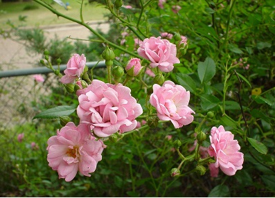 Polyantha Rose, Shrub Rose, Earth Kind™ The Fairy