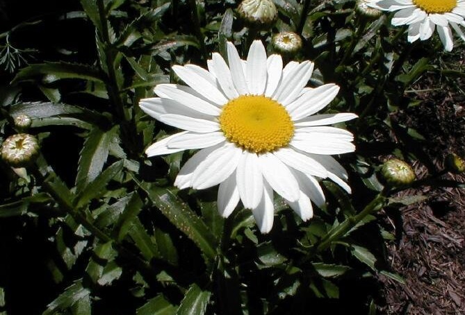 Leucanthemum, Shasta Daisy
