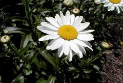 Leucanthemum, Shasta Daisy