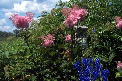 Filipendula Species, Meadowsweet, Queen of the Prairie
