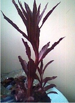Lobelia, Cardinal Flower Queen Victoria