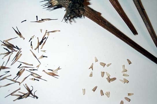 Echinacea, White Coneflower White Swan