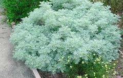 Artemisia, Wormwood 'Powis Castle'