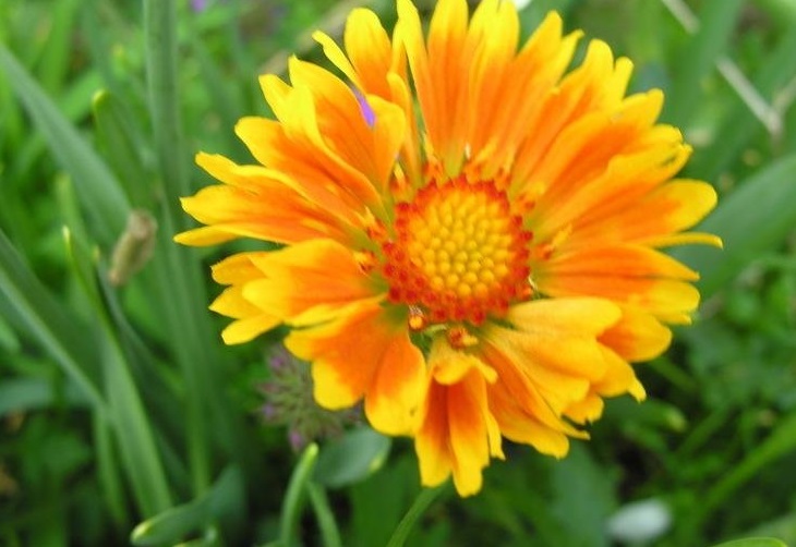 Gaillardia, Blanket Flower, Indian Blanket Oranges and Lemons