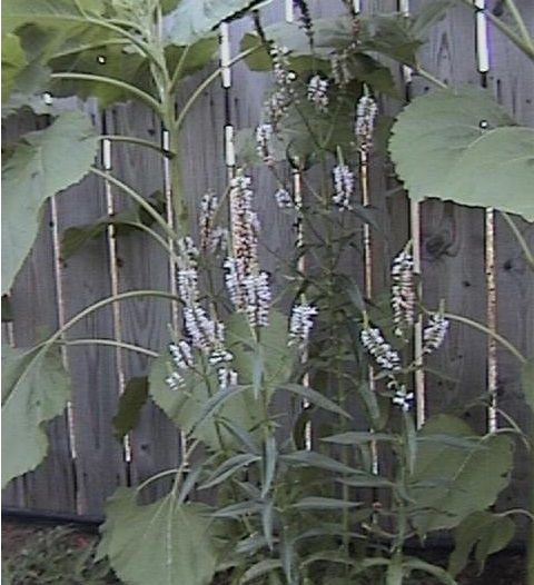 Physostegia Species, False Dragonhead, Obedient Plant