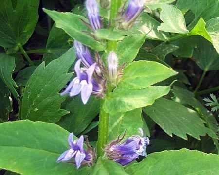 Lobelia Species, Blue Cardinal Flower, Great Blue Lobelia
