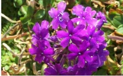 Glandularia, Clump Verbena, Rose Mock Vervain 'Homestead Purple'