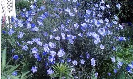 Linum Species, Blue Flax, Perennial Flax