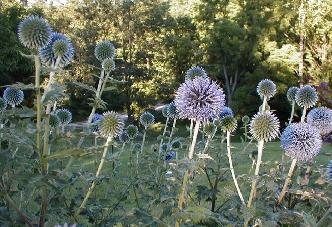 Echinops Species, Small Globe Thistle, Southern Globethistle
