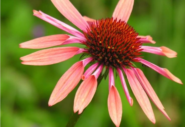 Echinacea, Coneflower Evan Saul