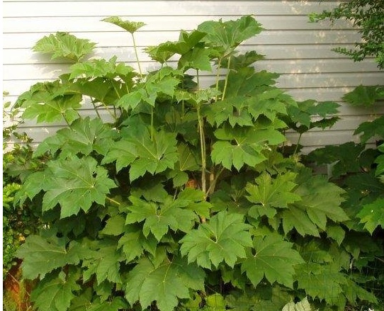 Tetrapanax Species, Rice Paper Plant, Rice-Paper Tree