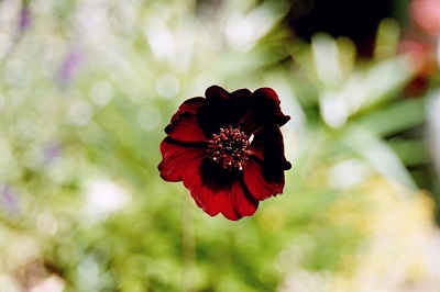 Cosmos Species, Black Cosmos, Chocolate Cosmos