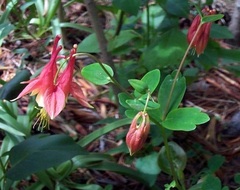 Aquilegia Species, Canadian Columbine, Wild Columbine