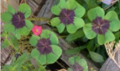 Oxalis, Good Luck Plant, Wood Sorrel 'Iron Cross'