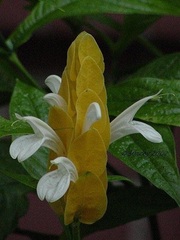 Pachystachys Species, Golden Shrimp Plant, Lollipop Plant
