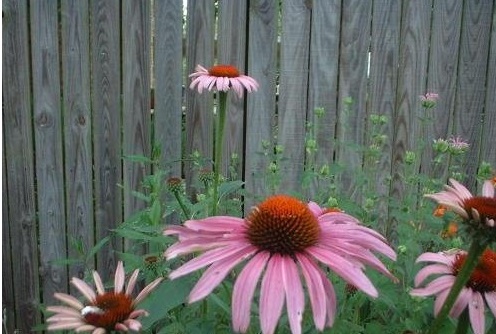 Echinacea, Eastern Purple Coneflower Magnus