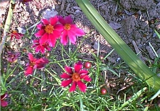 Coreopsis, Tickseed Limerock Ruby