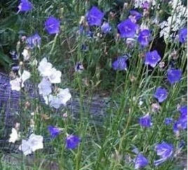 Campanula Species, Harebell, Peach-Leaf Bellflower, Peach-Leaved Bellflower, Willow Bell