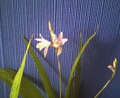 Species Orchid, Hardy Ground Orchid, Striped Bletilla, Urn Orchid, Bletilla