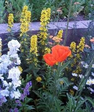 Lysimachia Species, Circle Flower, Yellow Loosestrife