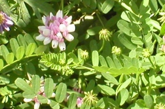Securigera Species, Crown Vetch, Trailing Crown Vetch