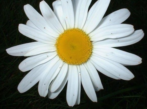 Leucanthemum Species, Field Daisy, Marguerite, Moon Daisy, Ox-Eye Daisy
