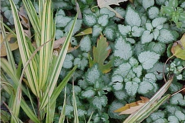 Lamium, Spotted Dead Nettle Beacon Silver
