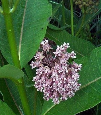 Asclepias Species, Common Milkweed, Butterfly Flower, Silkweed, Virginian Silkweed