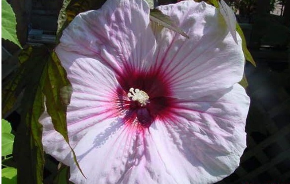 Hardy Hibiscus, Rose Mallow, Swamp Mallow Kopper King