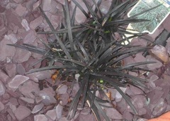 Ophiopogon, Black Mondo Grass 'Nigrescens'