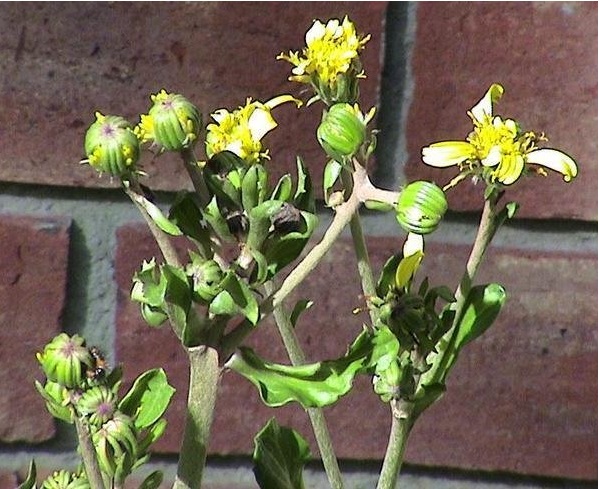 Farfugium, Giant Leopard Plant, Tractor Seat Plant Gigantea