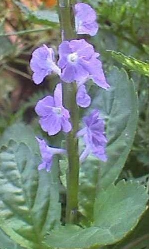 Stachytarpheta Species, Jamaican Porterweed