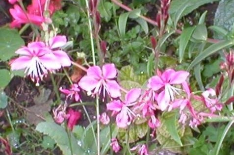 Oenothera, Appleblossom Grass, Gaura, Lindheimers Beeblossom Siskiyou Pink