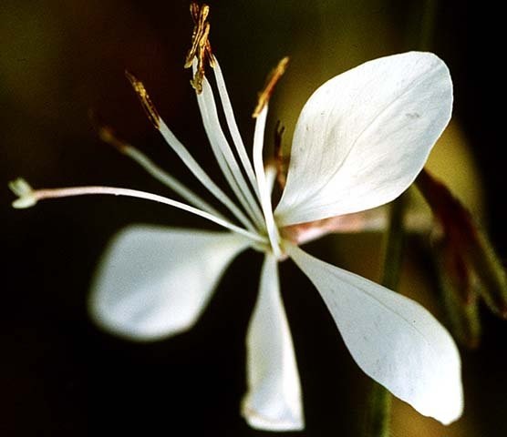 Oenothera Species, Appleblossom Grass, Lindheimers Beeblossom, Wandflower, White Gaura