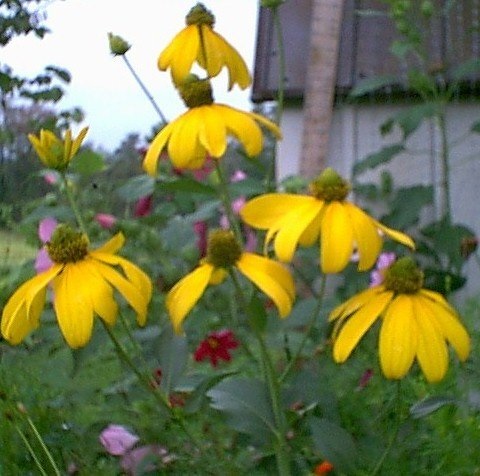 Rudbeckia, Cutleaf Coneflower Herbstsonne