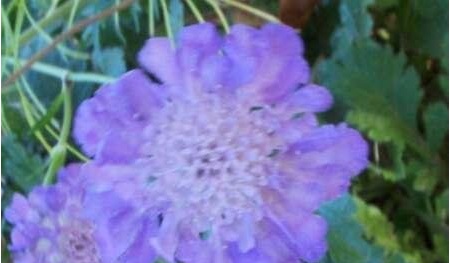 Scabiosa, Pincushion Flower Butterfly Blue