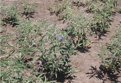 Solanum Species, Bull Nettle,Devils Tomato, Olive-Leaf Nightshade, Silverleaf Nightshade