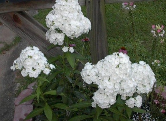 Phlox, Garden Phlox David
