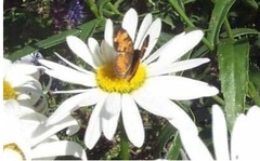 Leucanthemum, Shasta Daisy 'Alaska'