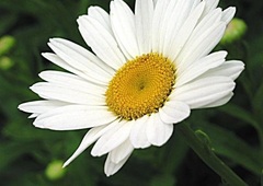 Leucanthemum, Shasta Daisy 'Becky'