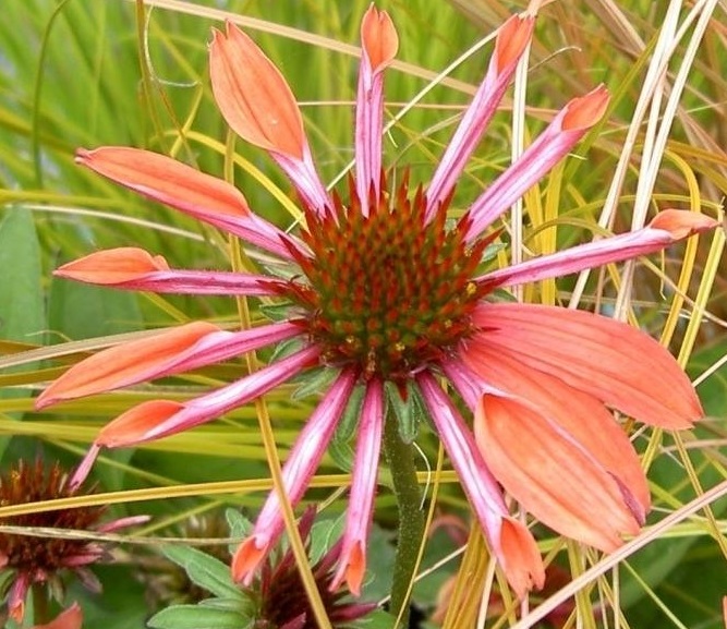 Echinacea, Hybrid Coneflower Sunset