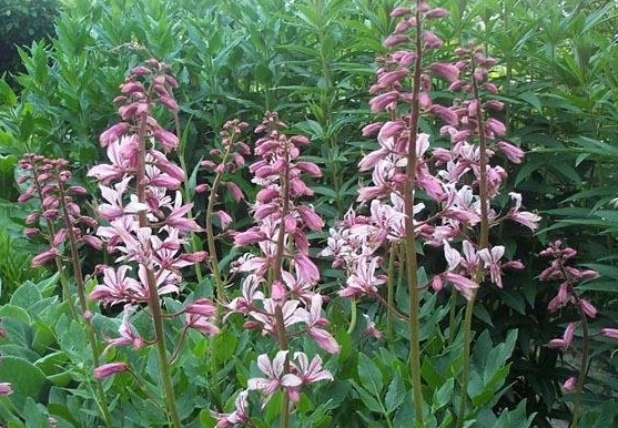Dictamnus Species, Burning Bush, Gas Plant