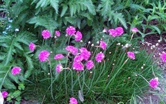 Armeria Species, Common Thrift, Sea Pink, Sea Thrift