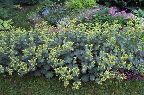 Alchemilla Species, Ladys Mantle