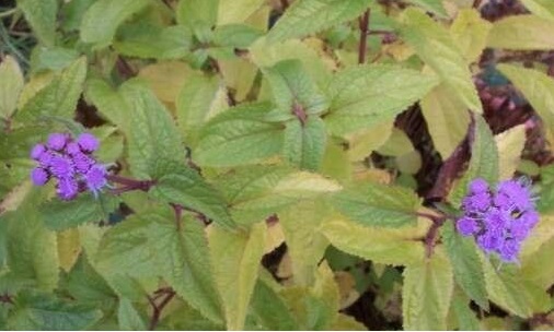 Conoclinium Species, Blue Mistflower, Hardy Ageratum