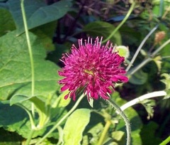 Knautia Species, Scabiosa