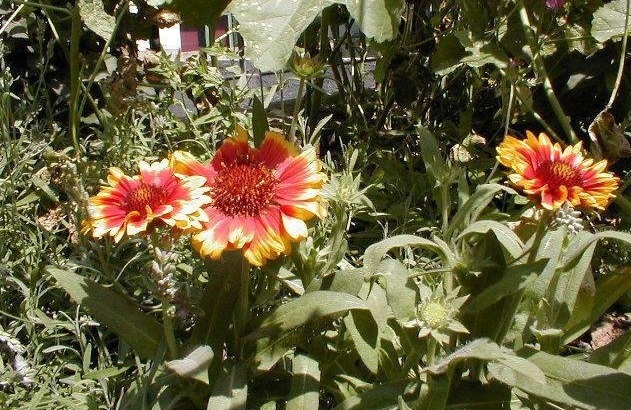 Gaillardia, Blanket Flower, Indian Blanket Goblin