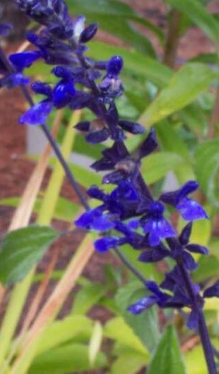 Salvia, Ornamental Sage Indigo Spires