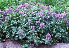 Lamium, Spotted Dead Nettle